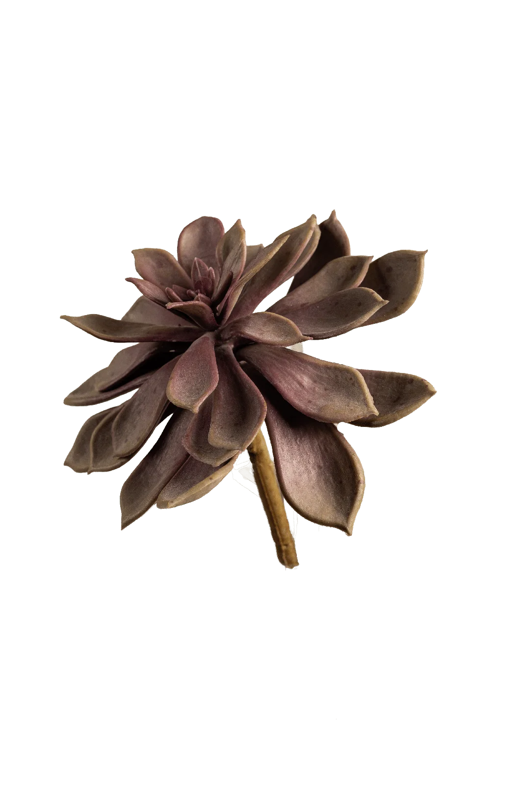 Echeveria Succulent (Dusty Mauve) | Vyne Artificial Echeveria Succulent — Dusty Mauve | Vyne