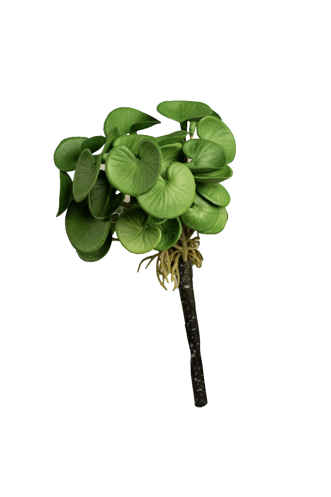 Pilea Peperomioides (Fresh Jade) | Vyne Artificial Pilea Plant — Fresh Jade Green | Vyne Boutique