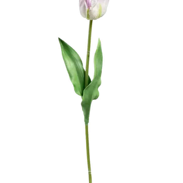 Artificial Cream Tulip — Ivory Rose Tip | Vyne Boutique