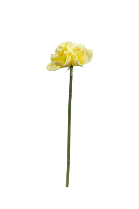 Artificial Amaryllis Flower — Soft Buttercream | Vyne