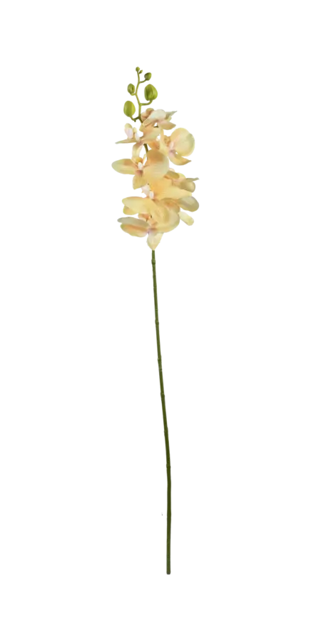 Artificial Phalaenopsis Orchid — Buttercream Glow | Vyne