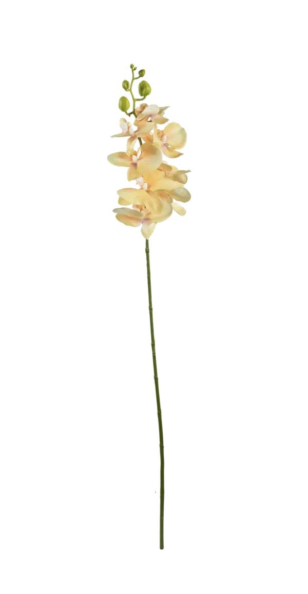 Artificial Phalaenopsis Orchid — Buttercream Glow | Vyne