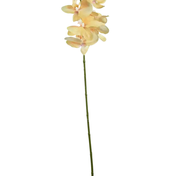 Artificial Phalaenopsis Orchid — Buttercream Glow | Vyne