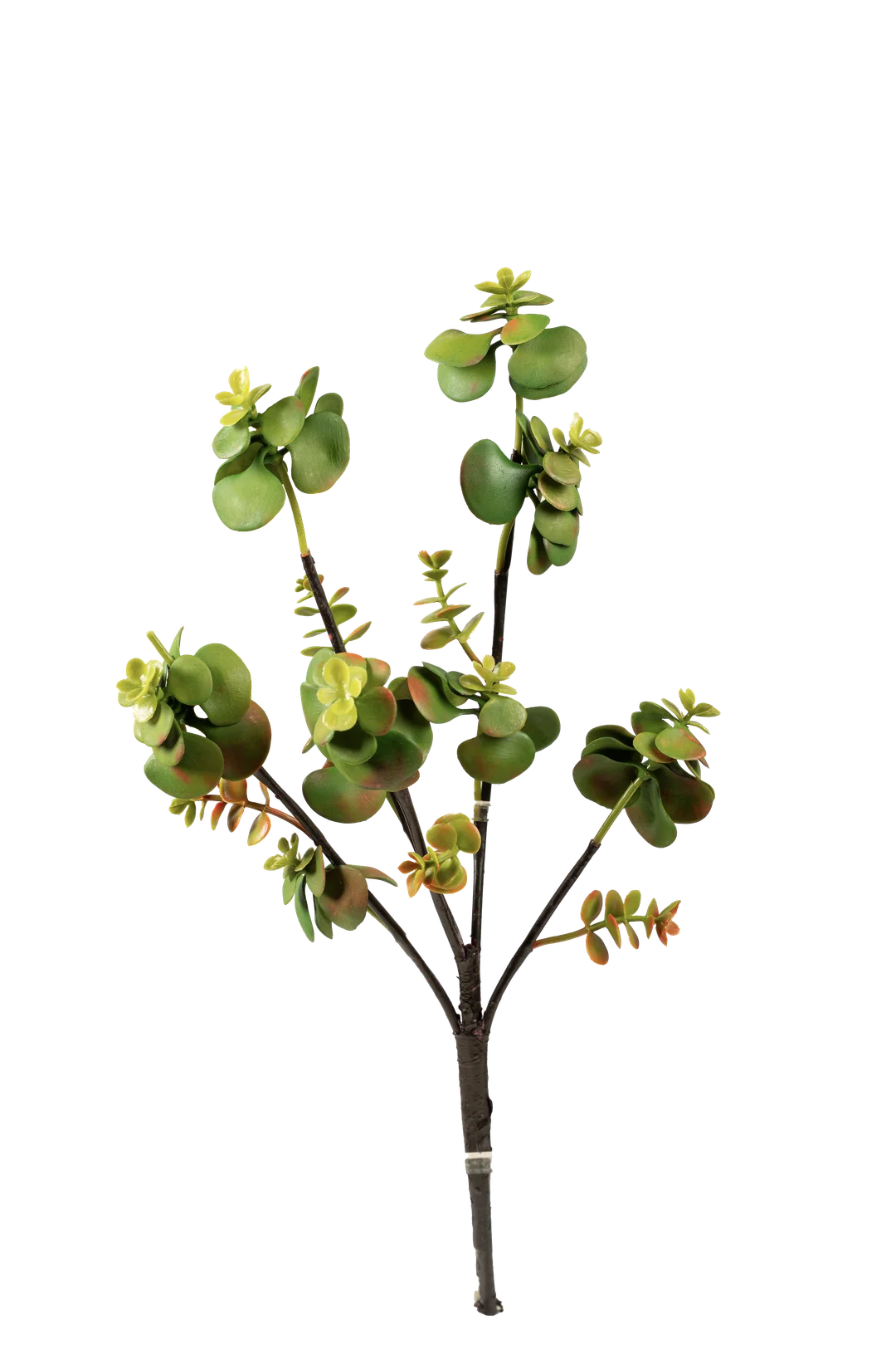 Portulacaria Afra (Elephant Bush) | Vyne Artificial Succulent Stem — Elephant Bush Portulacaria | Vyne