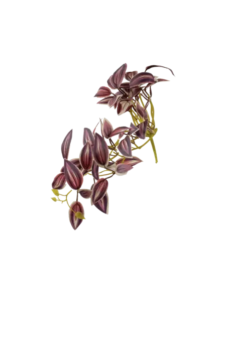 Artificial Inch Plant — Blush Mauve Variegated | Vyne