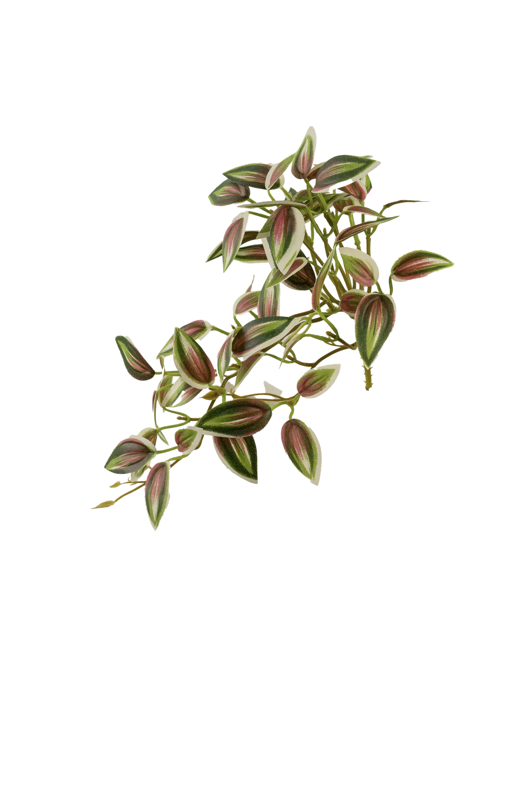 Inch Plant (Blush Mint Variegated) | Vyne Artificial Inch Plant — Blush Mint Variegated | Vyne