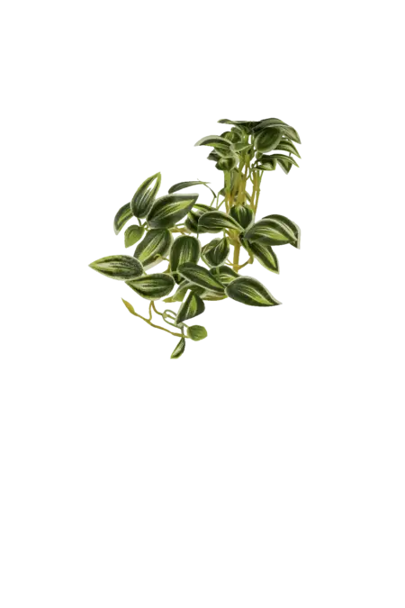 Artificial Inch Plant — Silver Jade Variegated | Vyne