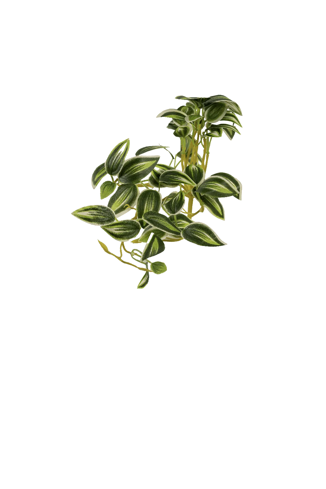Inch Plant (Silver Jade Variegated) | Vyne Artificial Inch Plant — Silver Jade Variegated | Vyne