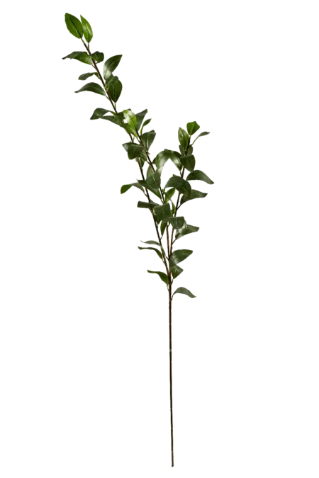 Artificial Ruscus Foliage — Deep Evergreen Italian Branch | Vyne