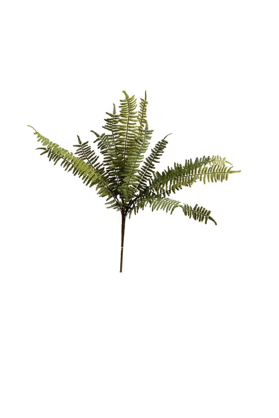 Asparagus Fern Stem (Woodland Green) | Vyne Artificial Asparagus Fern — Woodland Green Stem | Vyne