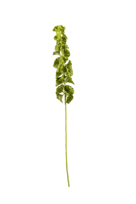 Artificial Moluccella Stem — Fresh Chartreuse | Vyne