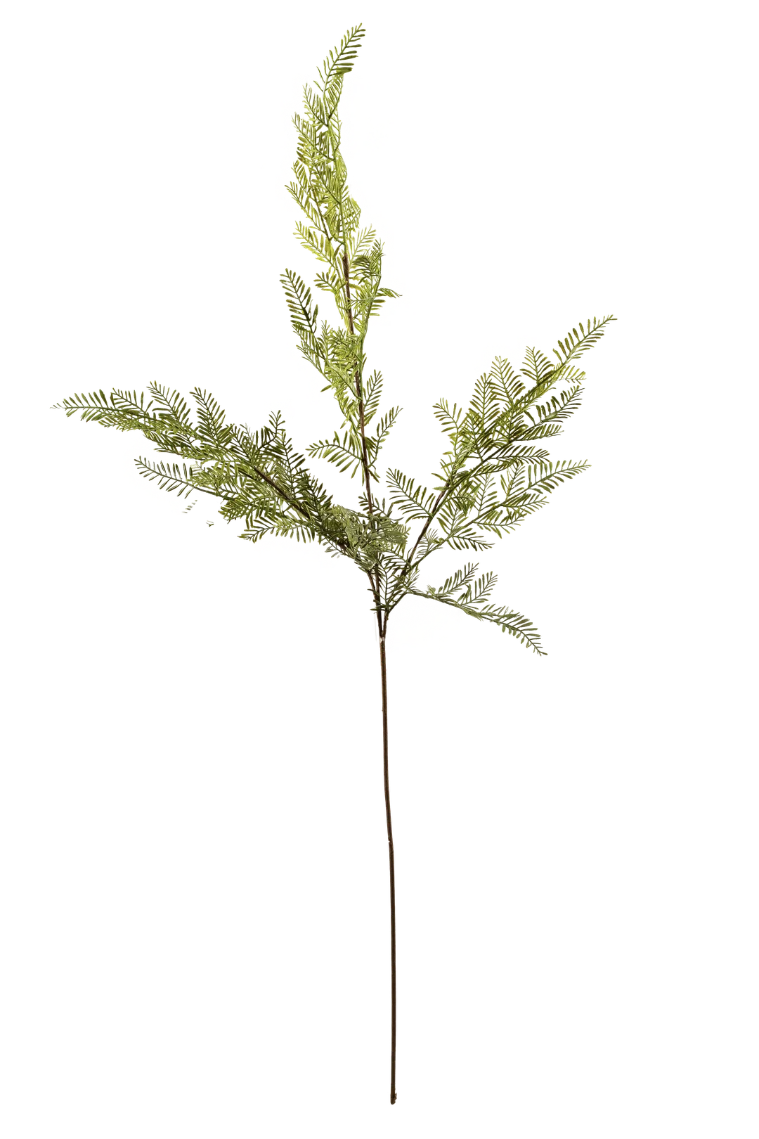 Italian Cypress (Evergreen Pine) | Vyne Artificial Cypress Branch — Evergreen Italian Cypress | Vyne