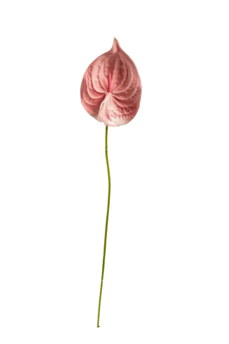 Artificial Pink Anthurium — Blush Petal | Vyne