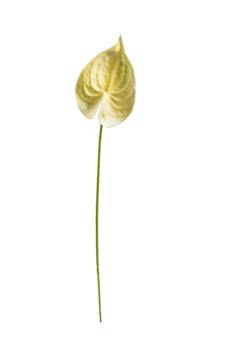 Artificial Cream Anthurium — Butter Veil | Vyne