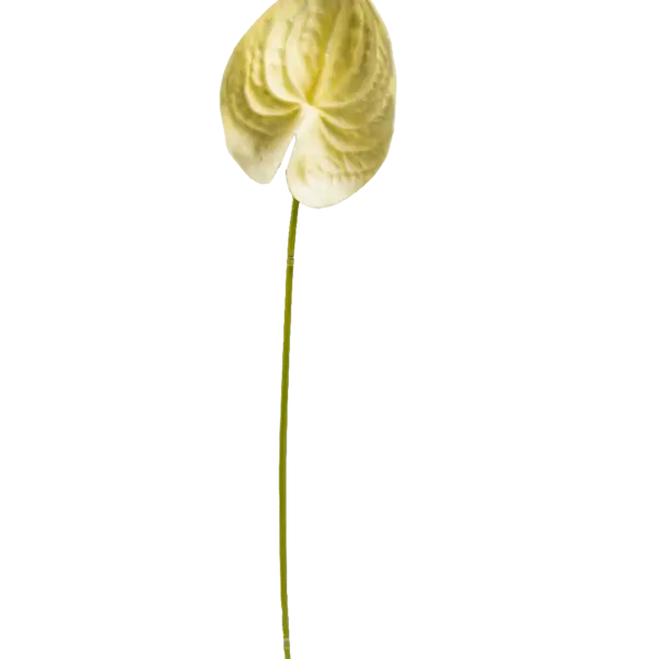 Artificial Cream Anthurium — Butter Veil | Vyne