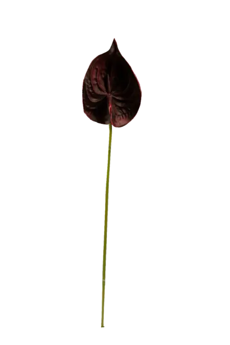 Artificial Red Anthurium — Burgundy Depth | Vyne