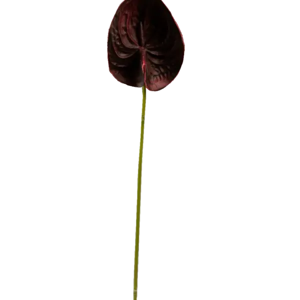 Artificial Red Anthurium — Burgundy Depth | Vyne