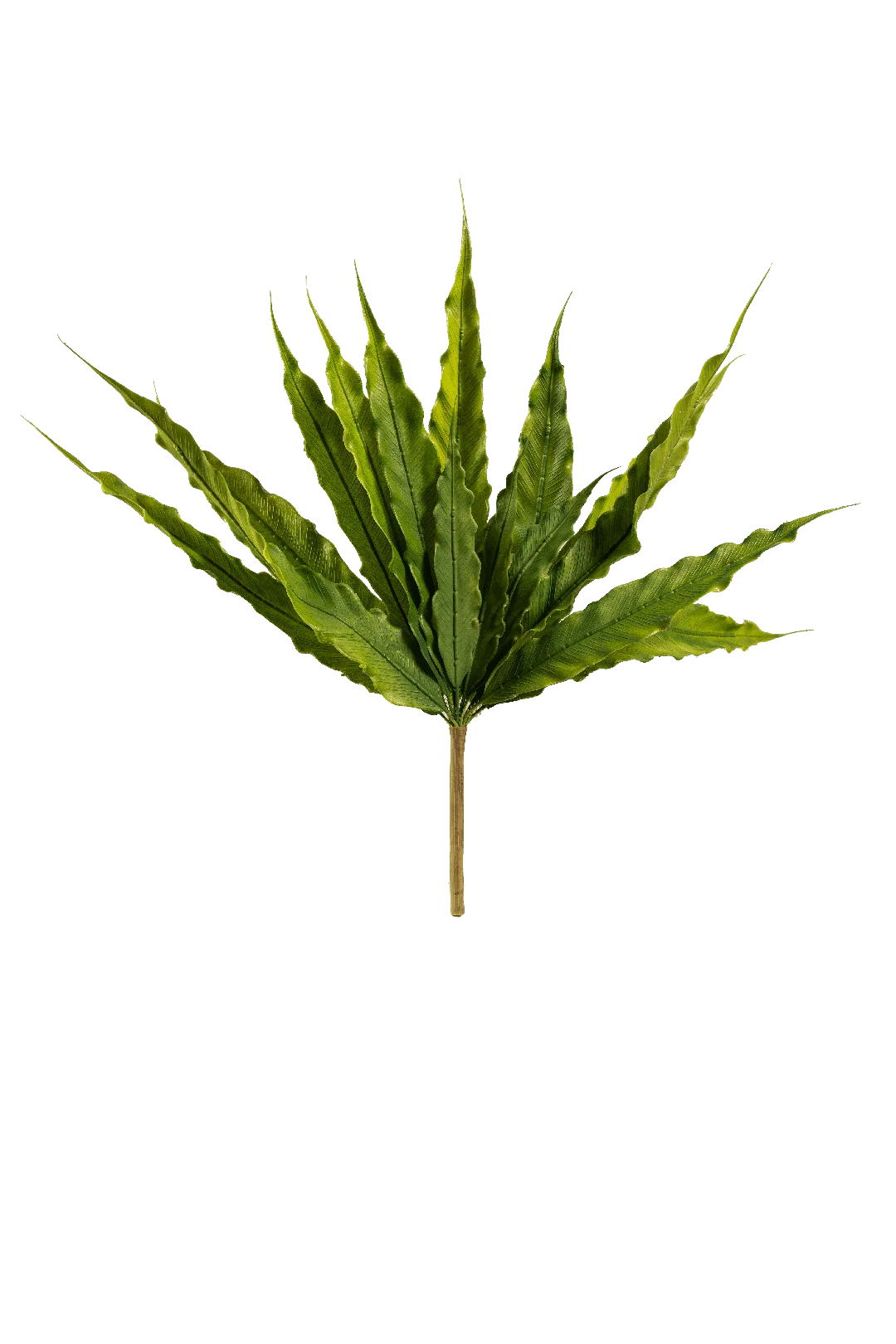 Bird s Nest Fern | Vyne Artificial Bird's Nest Fern — Deep Green | Vyne Boutique