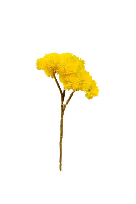 Artificial Succulent Stem — Lemon Zest Crassula | Vyne