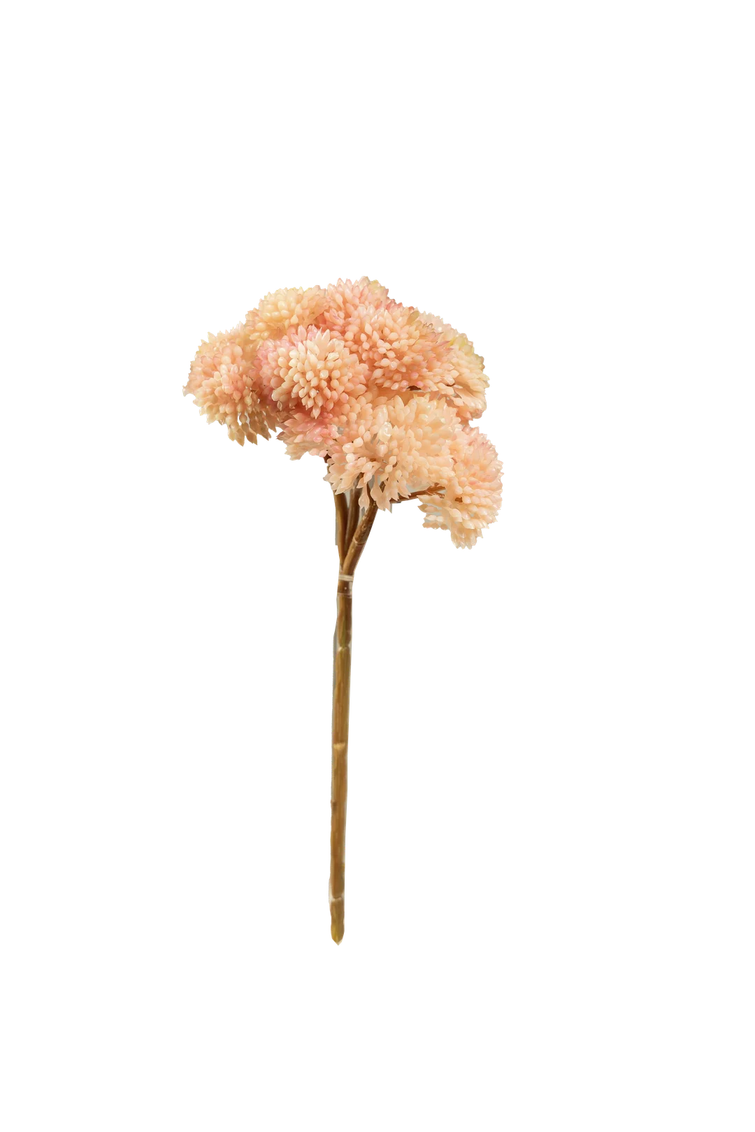 Crassula Falcata (Blush Almond) | Vyne Artificial Succulent Stem — Blush Almond Crassula | Vyne