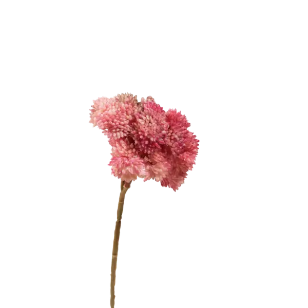Artificial Succulent Stem — Rose Bloom Crassula | Vyne