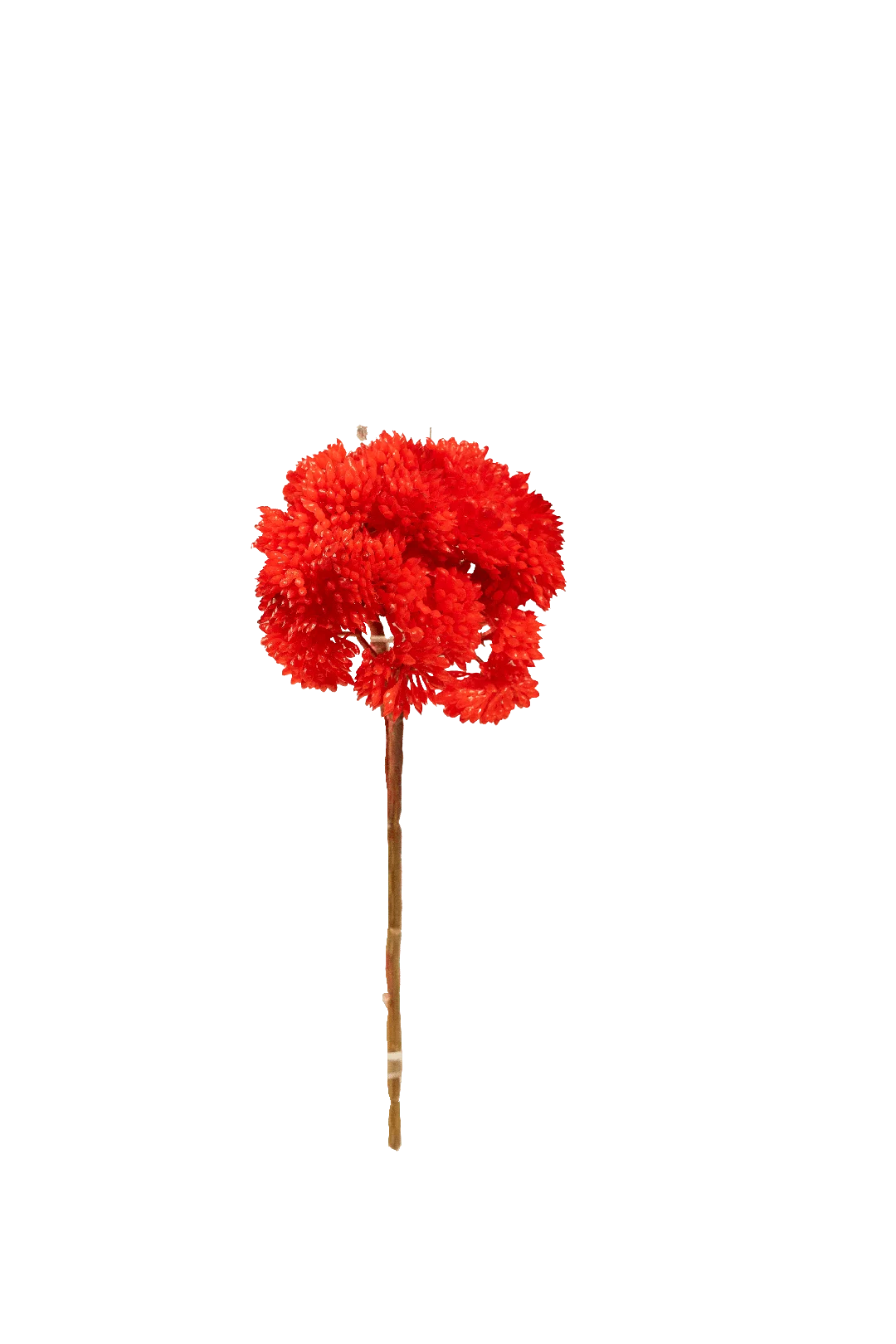 Crassula Falcata (Cherry Crimson) | Vyne Artificial Succulent Stem — Cherry Crimson Crassula | Vyne