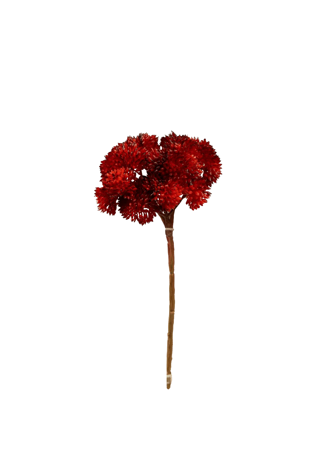 Crassula Falcata (Coral Flame) | Vyne Artificial Succulent Stem — Coral Flame Crassula | Vyne