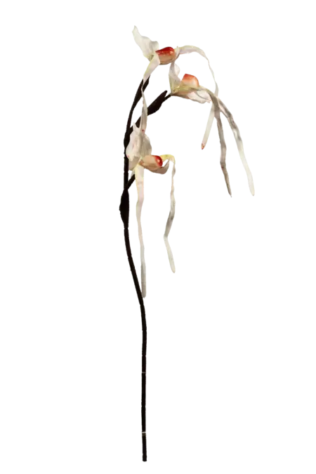 Artificial Monkey Orchid — Blushed Porcelain | Vyne Boutique