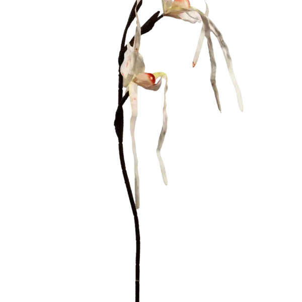 Artificial Monkey Orchid — Blushed Porcelain | Vyne Boutique