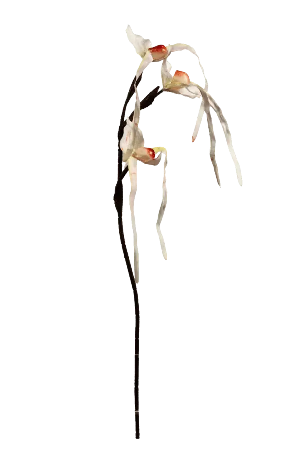 Artificial Monkey Orchid — Blushed Porcelain | Vyne Boutique