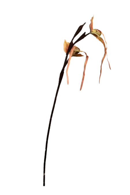 Artificial Monkey Orchid — Apricot Vein | Vyne Boutique