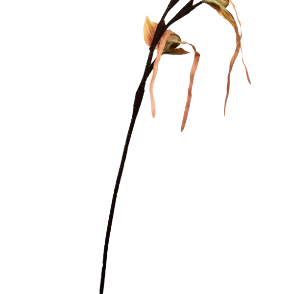 Artificial Monkey Orchid — Apricot Vein | Vyne Boutique