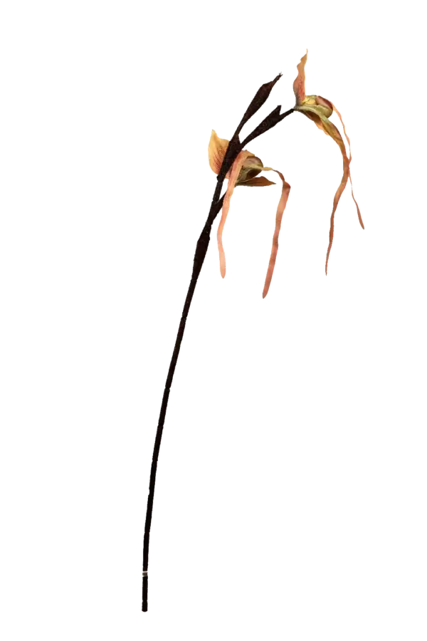 Artificial Monkey Orchid — Apricot Vein | Vyne Boutique