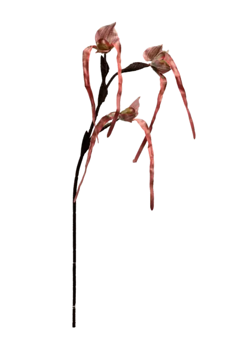 Artificial Monkey Orchid — Crimson Ember | Vyne Boutique