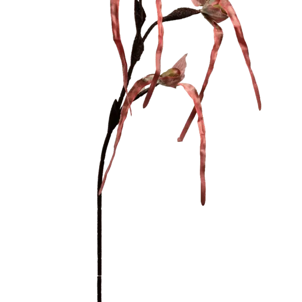 Artificial Monkey Orchid — Crimson Ember | Vyne Boutique