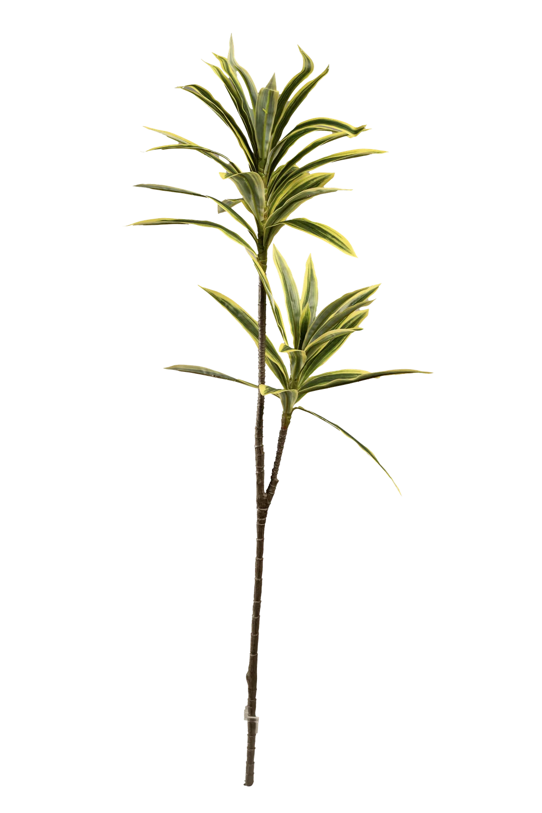 Dracaena Reflexa (Variegated Mist) | Vyne Artificial Dracaena Plant — Variegated Mist Reflexa | Vyne