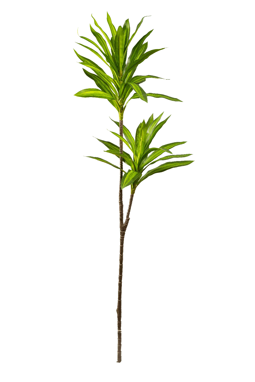 Dracaena Reflexa (Emerald Stripe) | Vyne Artificial Dracaena Plant — Emerald Stripe Reflexa | Vyne