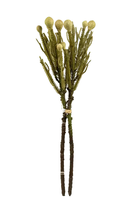 Artificial Banksia Stem — Sage Meadow Green | Vyne Boutique