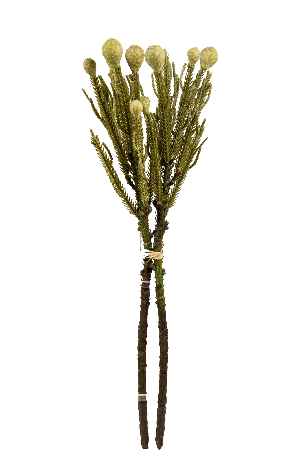 Banskia Spray (Sage Meadow) | Vyne Artificial Banksia Stem — Sage Meadow Green | Vyne Boutique