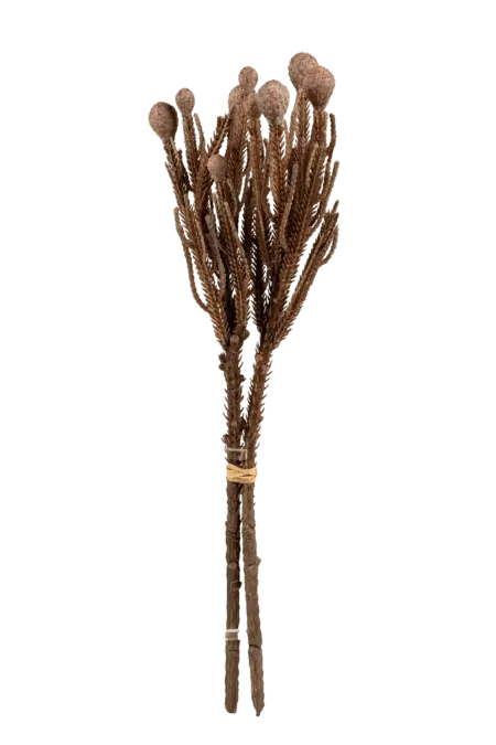 Artificial Banksia Stem — Dusty Cocoa | Vyne Boutique