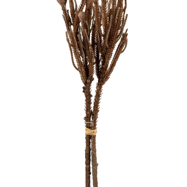 Artificial Banksia Stem — Dusty Cocoa | Vyne Boutique