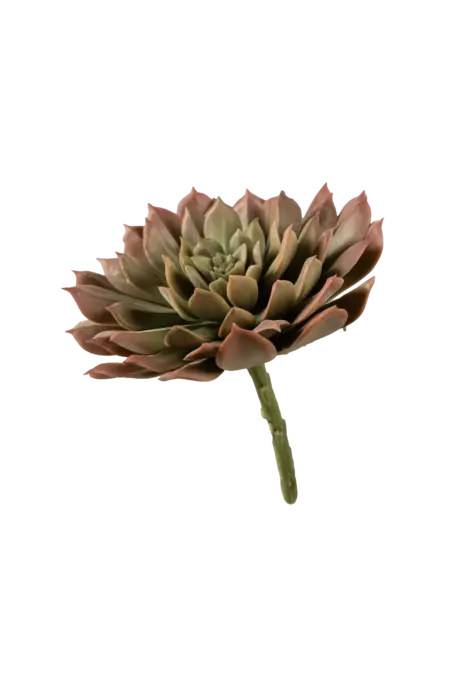 Artificial Echeveria Succulent — Blushed Moss Green | Vyne