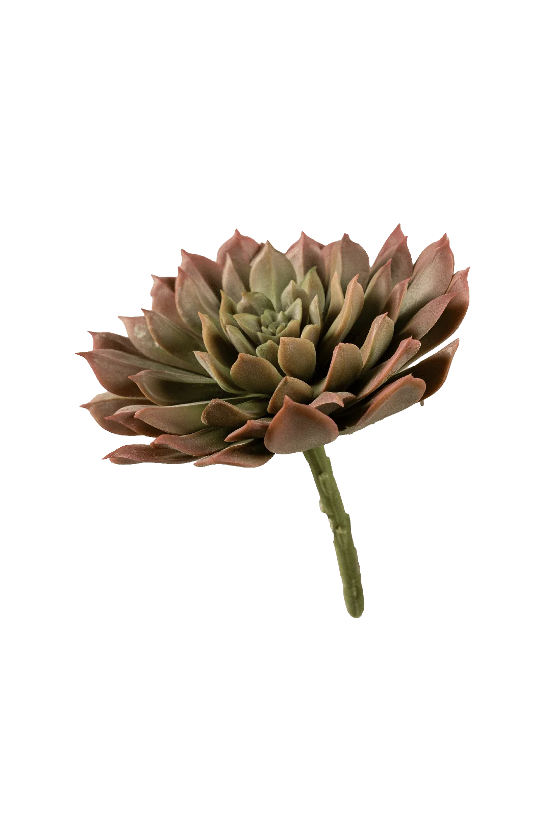 Echeveria (Blushed Moss) | Vyne Artificial Echeveria Succulent — Blushed Moss Green | Vyne