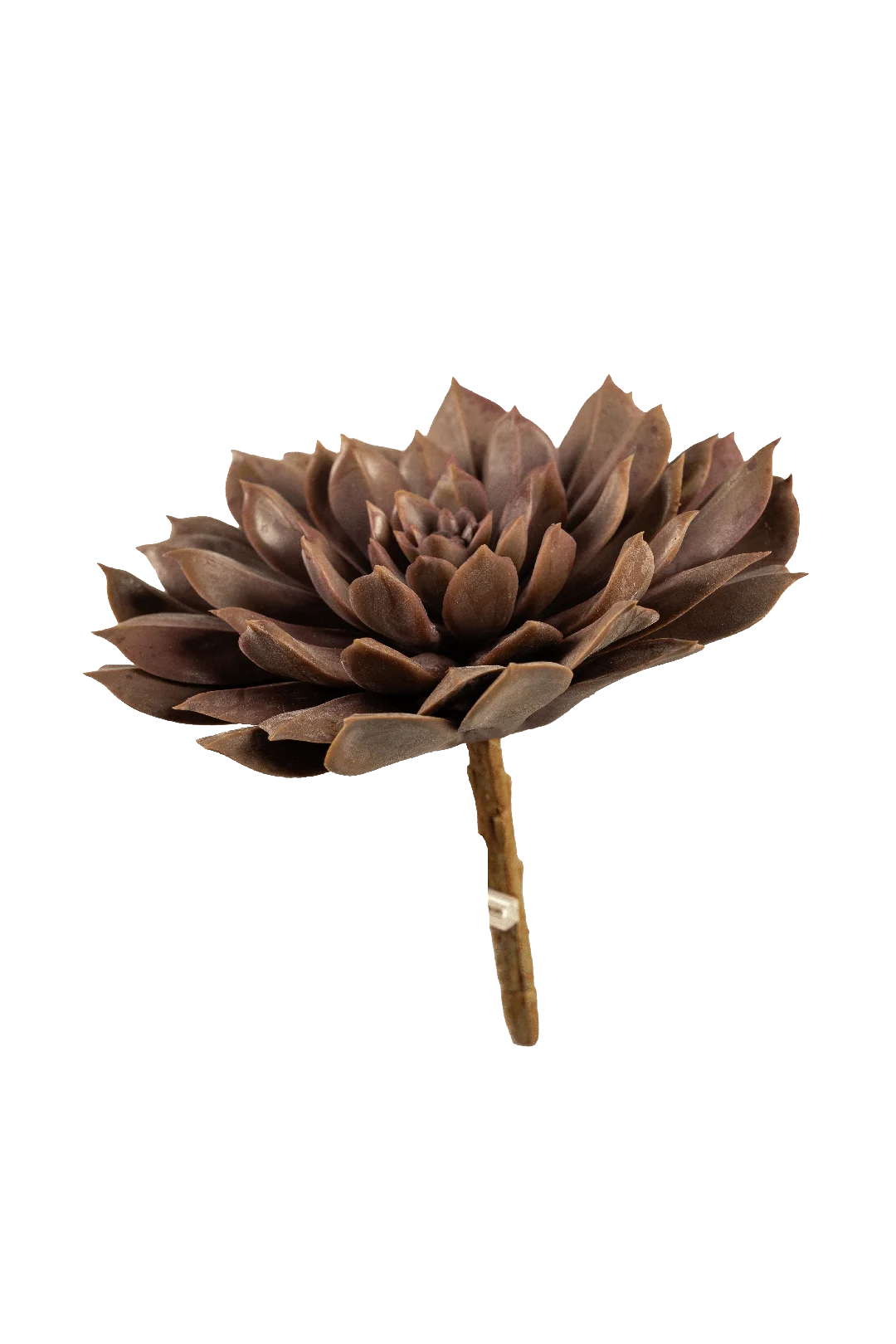 Echeveria (Mulberry Ember) | Vyne Artificial Echeveria Succulent — Mulberry Ember | Vyne