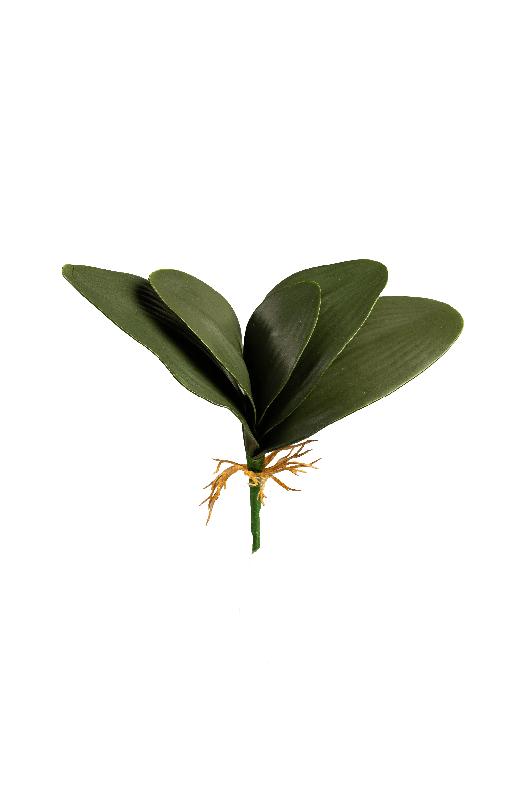 Orchid Leaf (Deep Forest) | Vyne Artificial Orchid Leaf — Deep Forest Green | Vyne