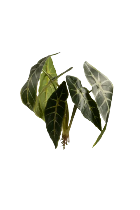 Artificial Alocasia Leaf — Emerald Vein | Vyne Boutique