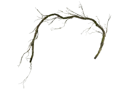 Woodland Mossy Branch — Forest Undergrowth | Vyne