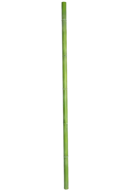 Bamboo Stem