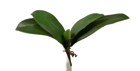 Artificial Orchid Leaf Stem | Vyne Flower Boutique