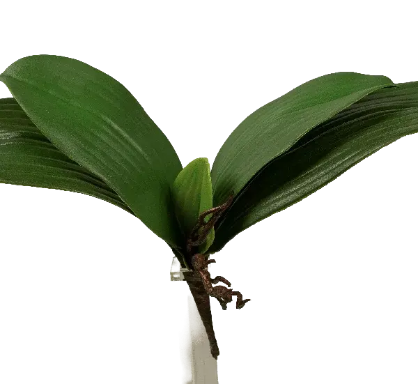 Artificial Orchid Leaf Stem | Vyne Flower Boutique